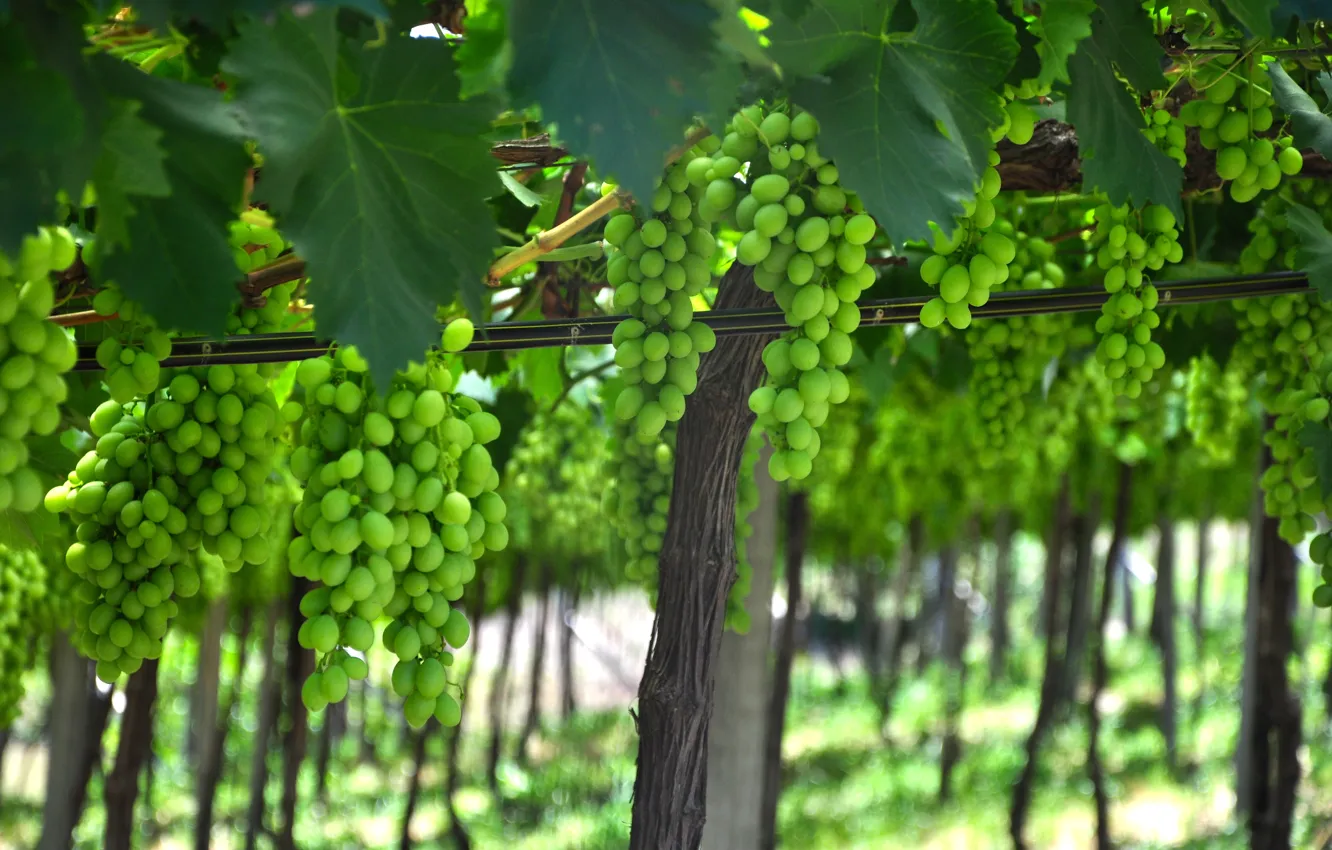 Photo wallpaper nature, landscapes, Brazil, South American, Rio Grande Do Sul