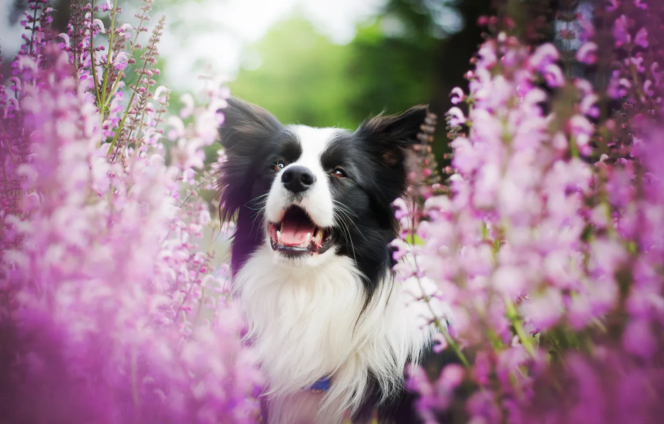 Photo wallpaper flowers, dog, bokeh