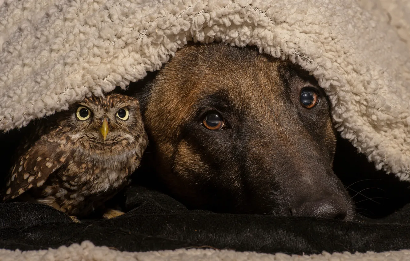 Photo wallpaper owl, bird, dog, friends