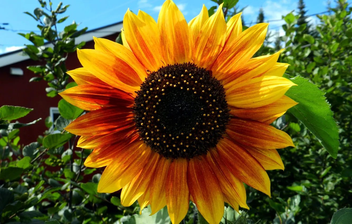 Photo wallpaper sunflowers, flowers, nature, Meduzanol ©