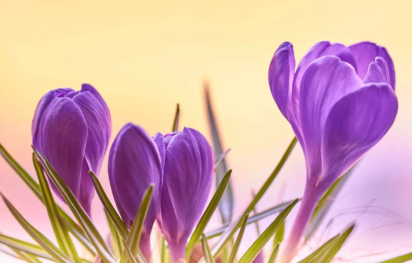 Photo wallpaper flowers, crocuses, lilac