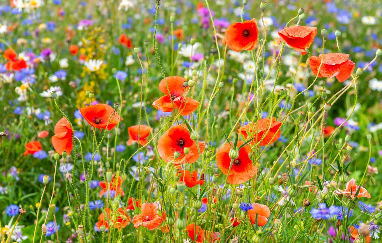 Photo wallpaper field, summer, flowers, Maki, chamomile, meadow, bokeh, cornflowers