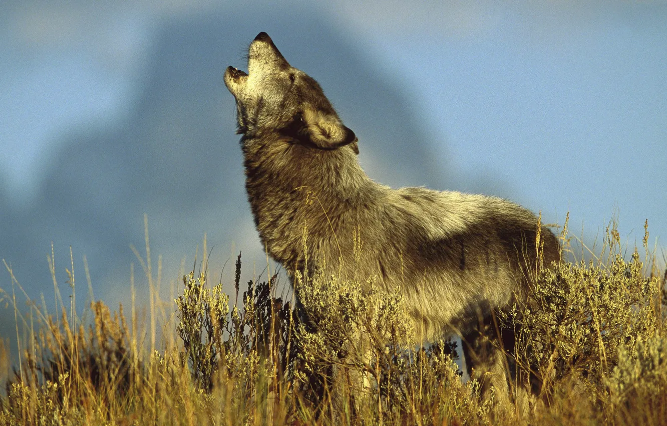 Photo wallpaper vegetation, wolf, howl, the sky