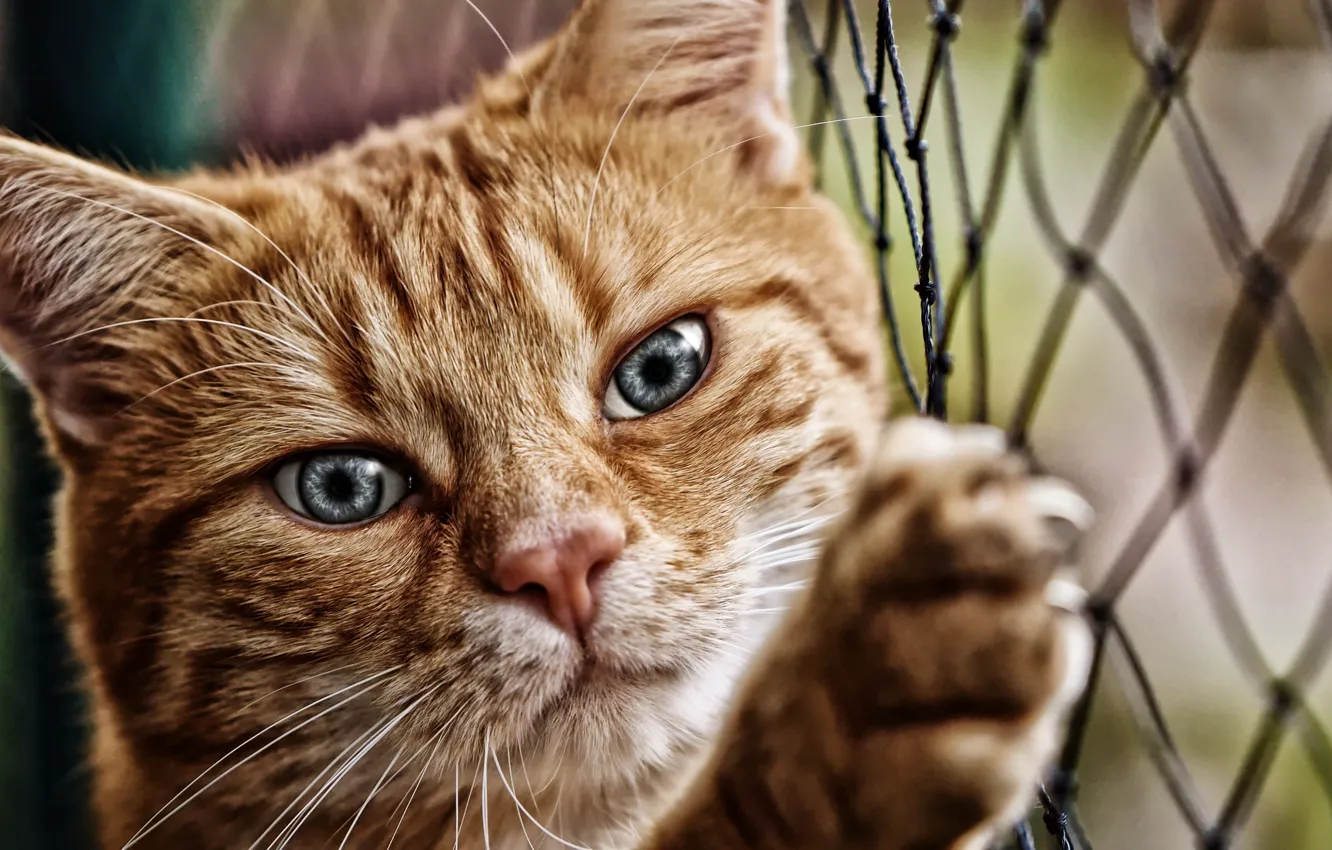 Photo wallpaper cat, cat, look, face, animal, mesh, paw