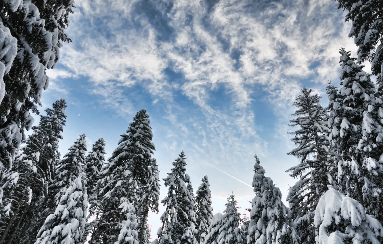 Photo wallpaper winter, snow, trees, landscape, winter, tree, forest, landscape