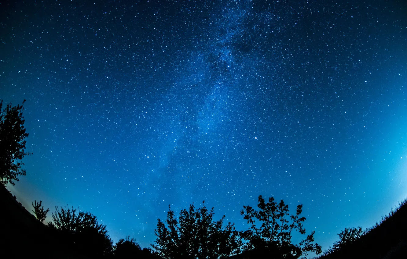 Photo wallpaper forest, trees, landscape, night, nature, forest, the milky way, trees