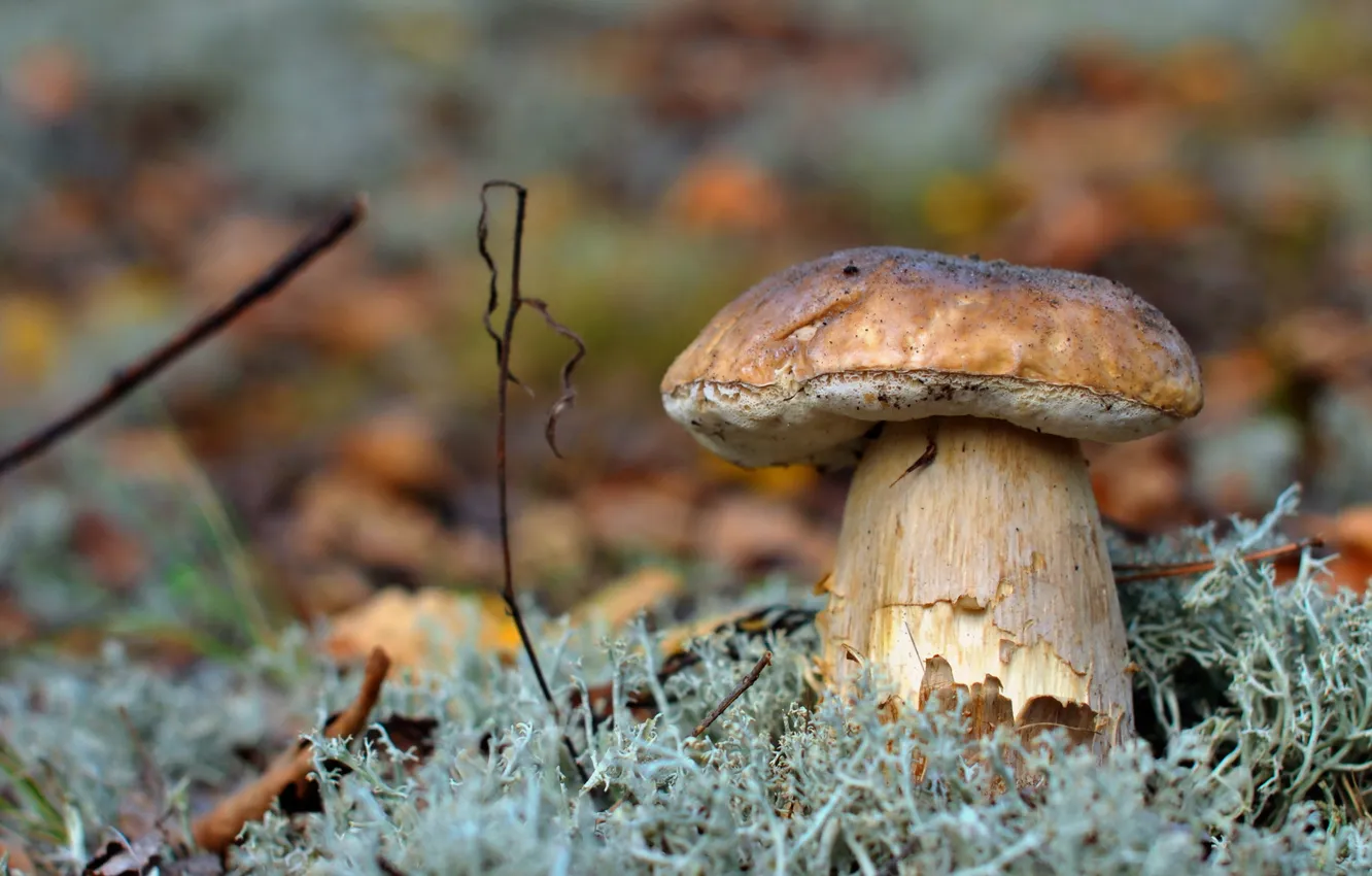 Photo wallpaper forest, nature, mushrooms