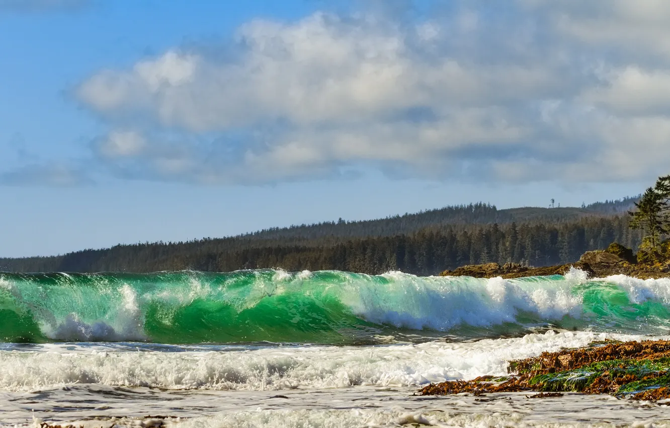 Photo wallpaper sea, wave, forest, nature