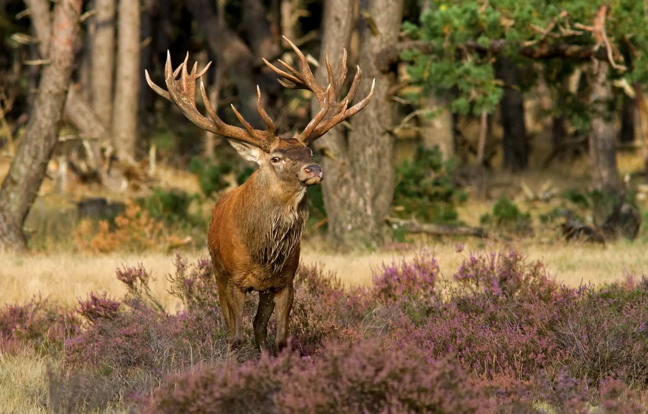 Photo wallpaper forest, nature, deer