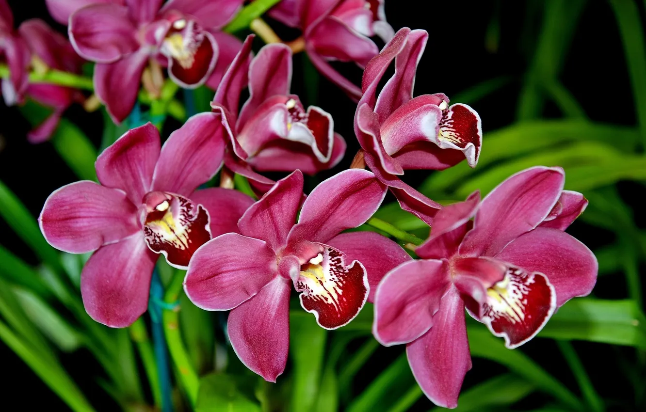 Photo wallpaper petals, orchids, exotic
