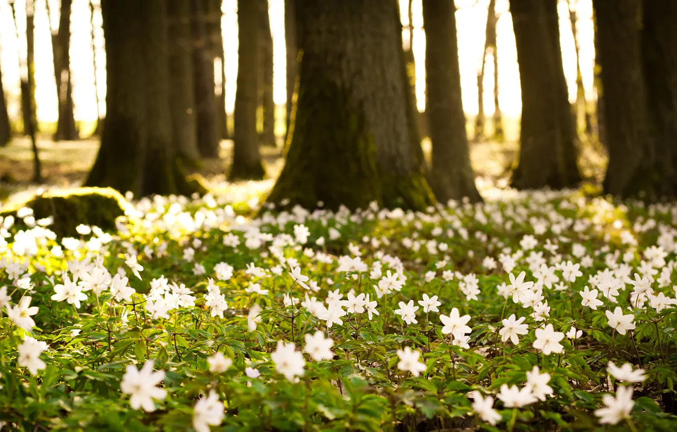 Photo wallpaper forest, summer, leaves, the sun, trees, flowers, nature, glade