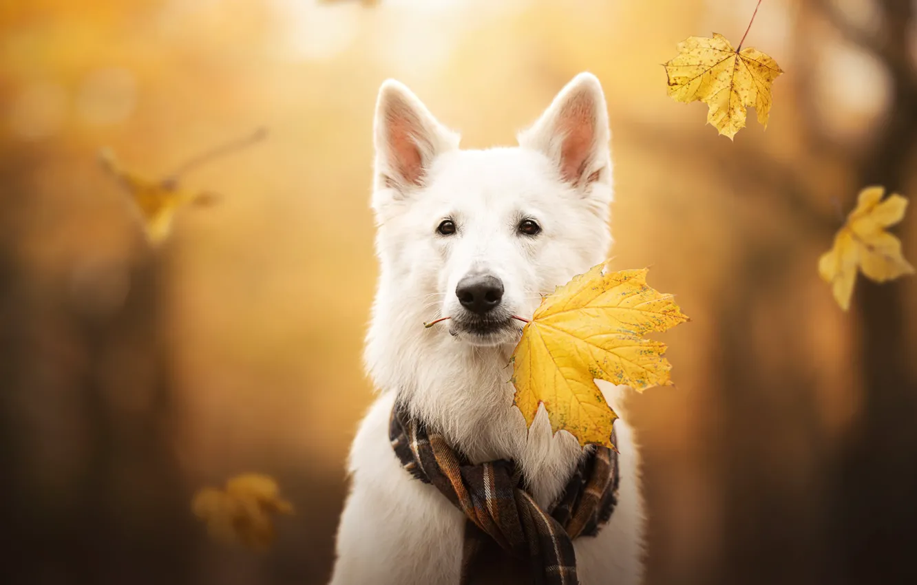 Photo wallpaper autumn, look, face, leaves, dog, scarf, maple leaf, bokeh