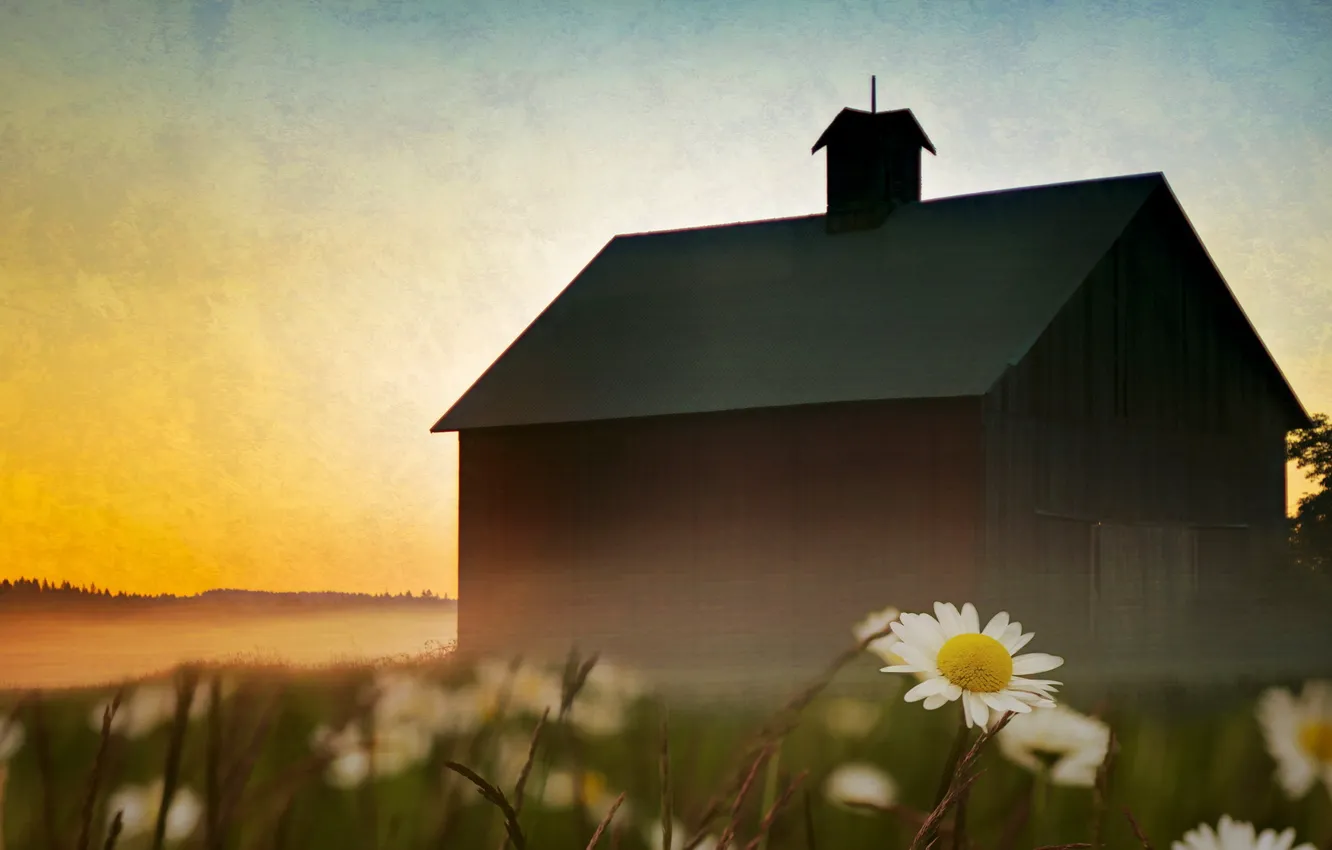 Photo wallpaper the sky, house, style, chamomile