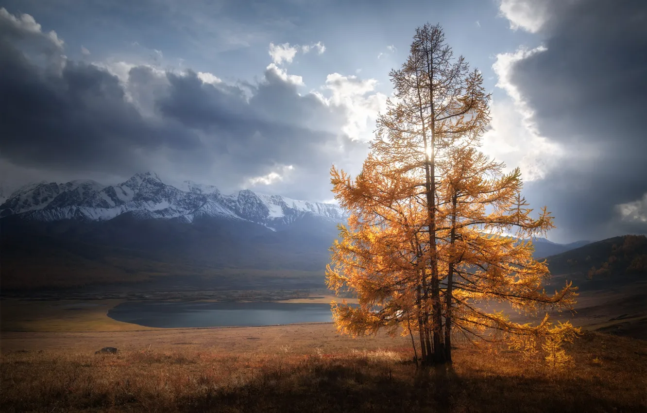 Photo wallpaper autumn, mountains, larch