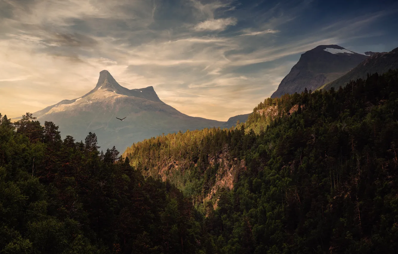 Photo wallpaper forest, clouds, light, flight, mountains, rocks, bird, tops