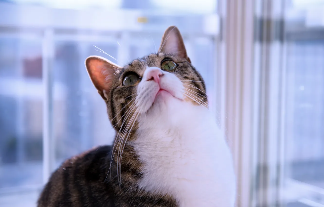 Photo wallpaper cat, portrait, muzzle, cat