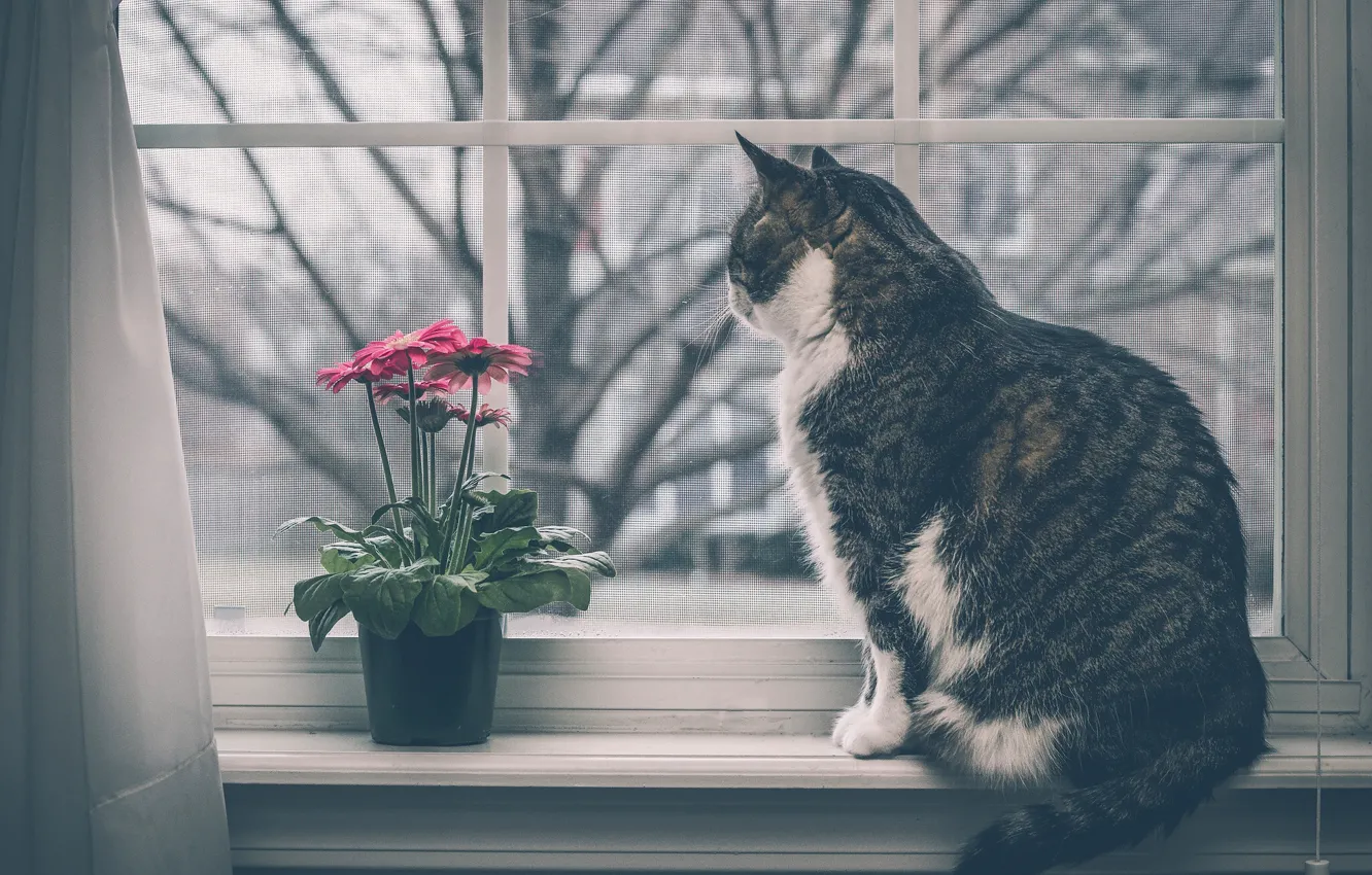 Photo wallpaper cat, cat, flowers, window, gerbera, on the windowsill