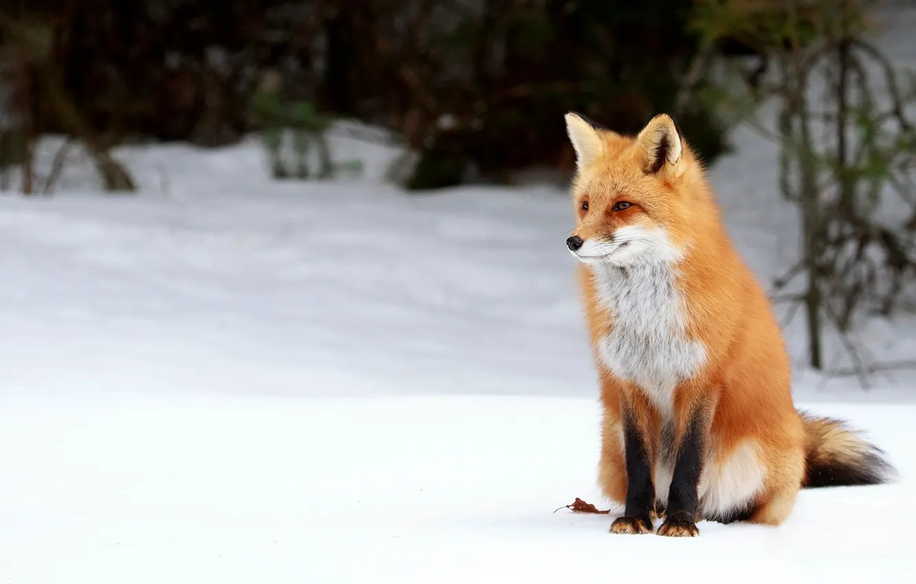 Photo wallpaper winter, forest, look, snow, pose, sweetheart, leaf, Fox