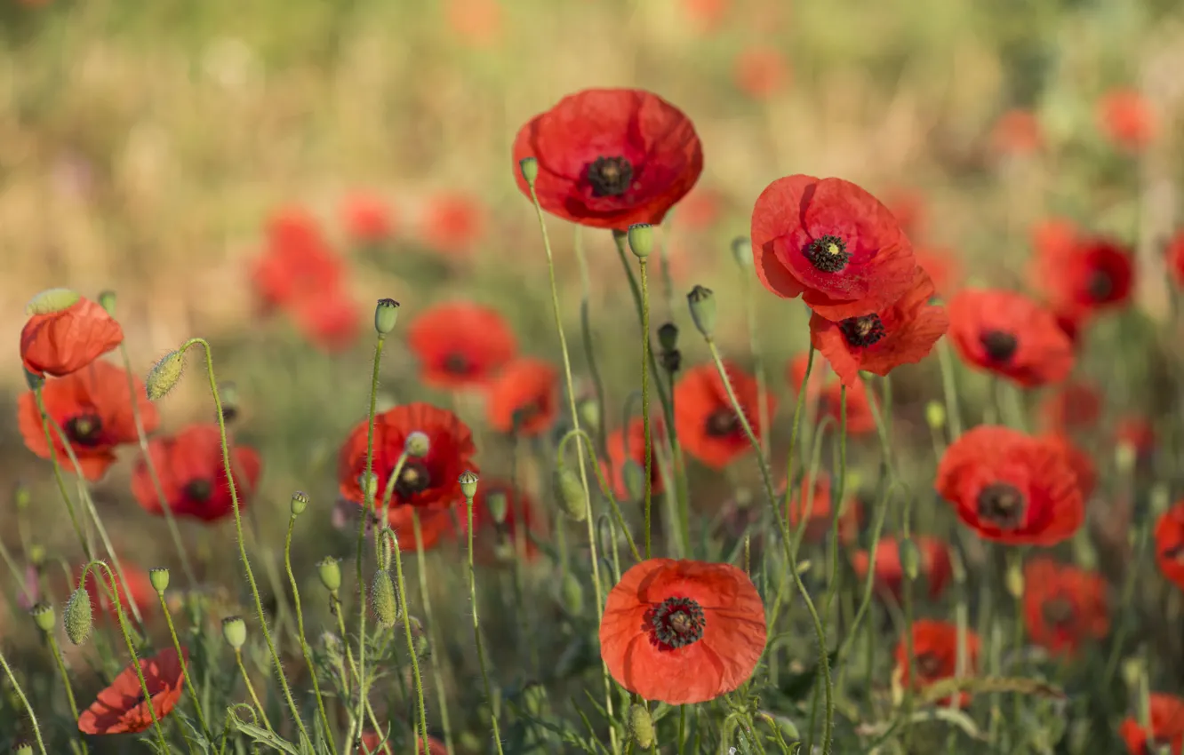Photo wallpaper red, flowers, glade, bokeh, Maki, summer