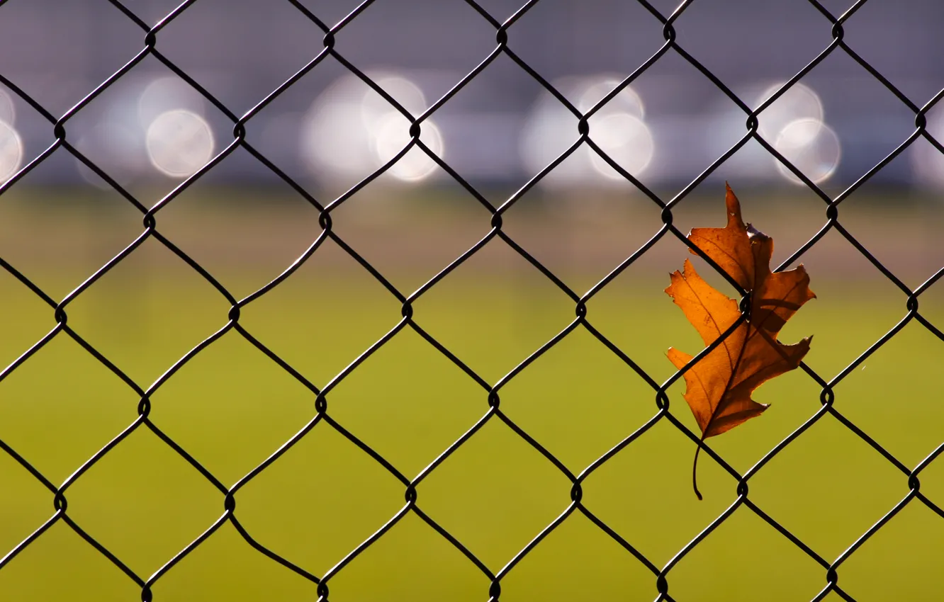 Photo wallpaper leaves, glare, the fence, autumn, oak