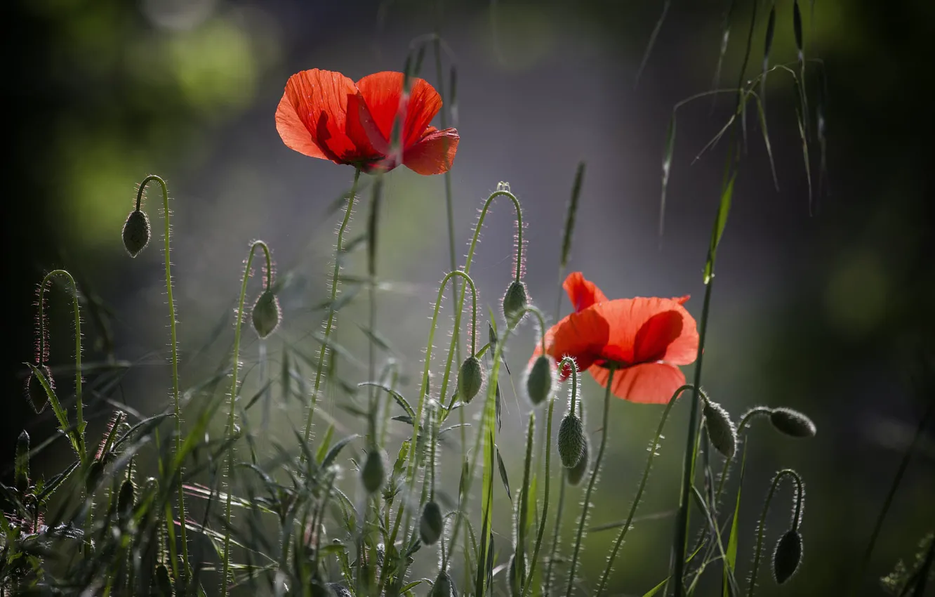 Photo wallpaper flowers, red, Maki