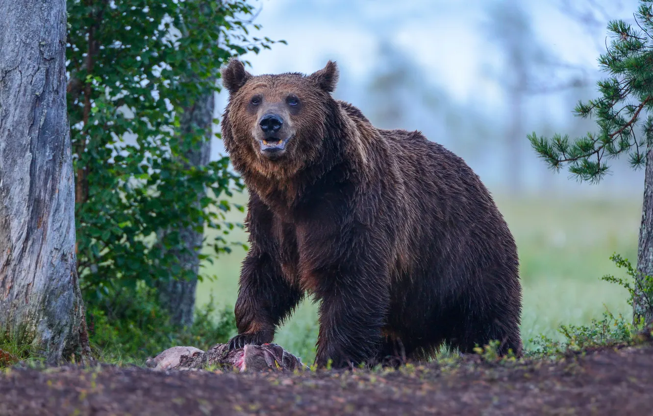 Photo wallpaper look, nature, bear, mining