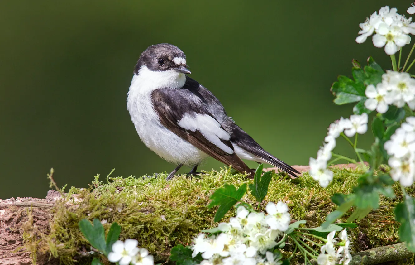 Photo wallpaper flowers, bird, moss, hawthorn, Flycatcher-Flycatcher