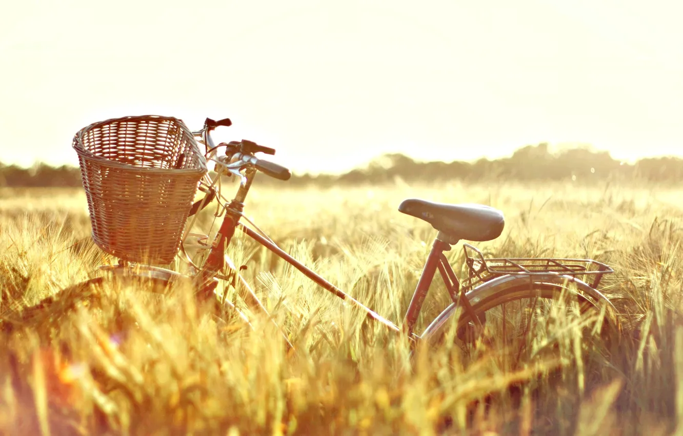 Photo wallpaper wheat, field, the sun, nature, bike, background, Wallpaper, basket