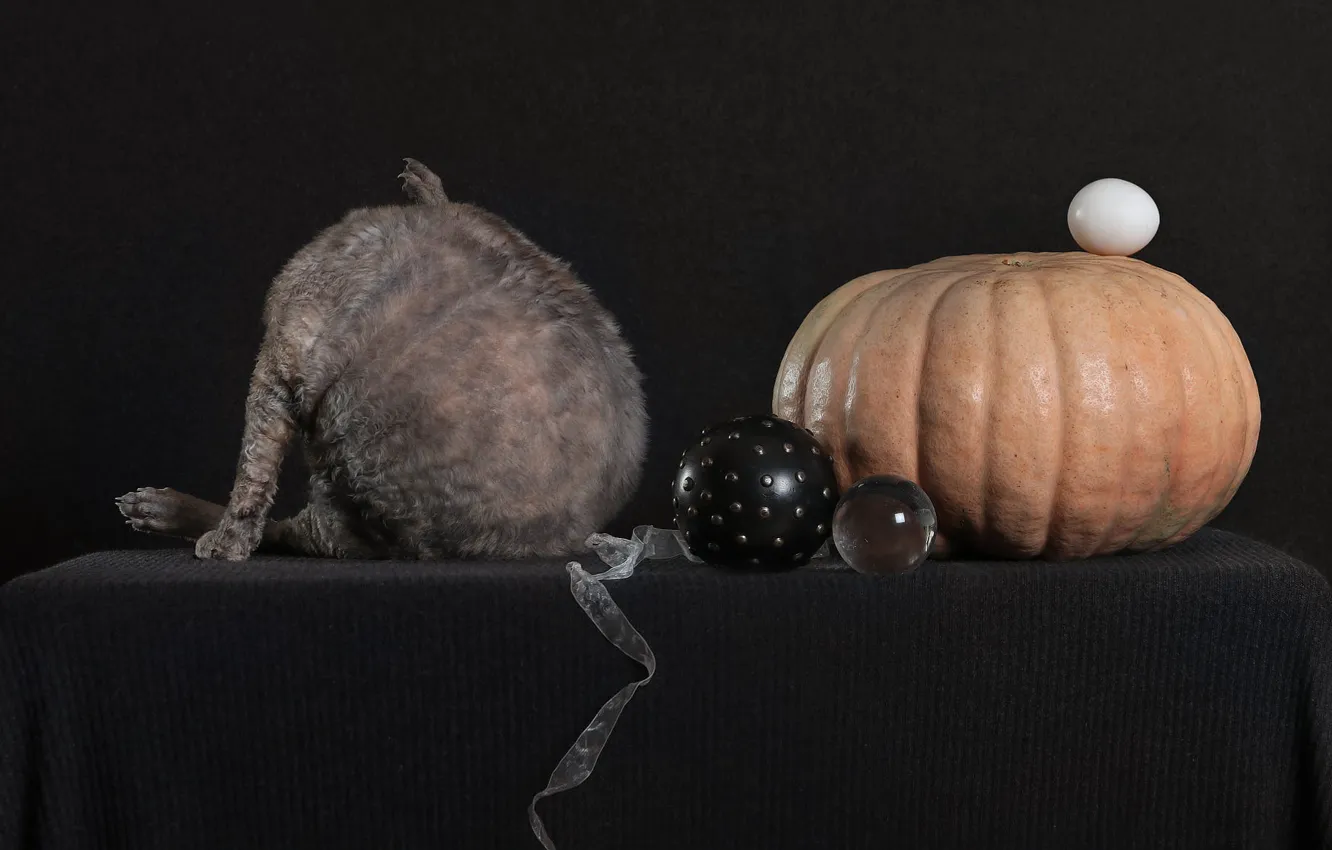 Photo wallpaper cat, cat, pose, the dark background, table, grey, balls, back