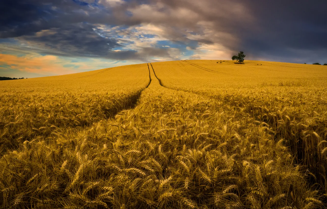 Photo wallpaper field, summer, the sky, clouds, landscape, nature, tree, harvest