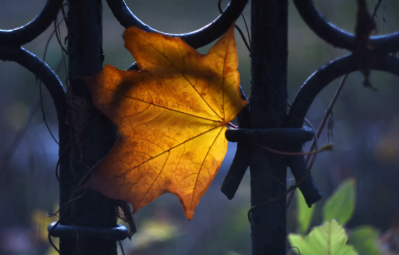 Photo wallpaper autumn, the evening, maple leaf