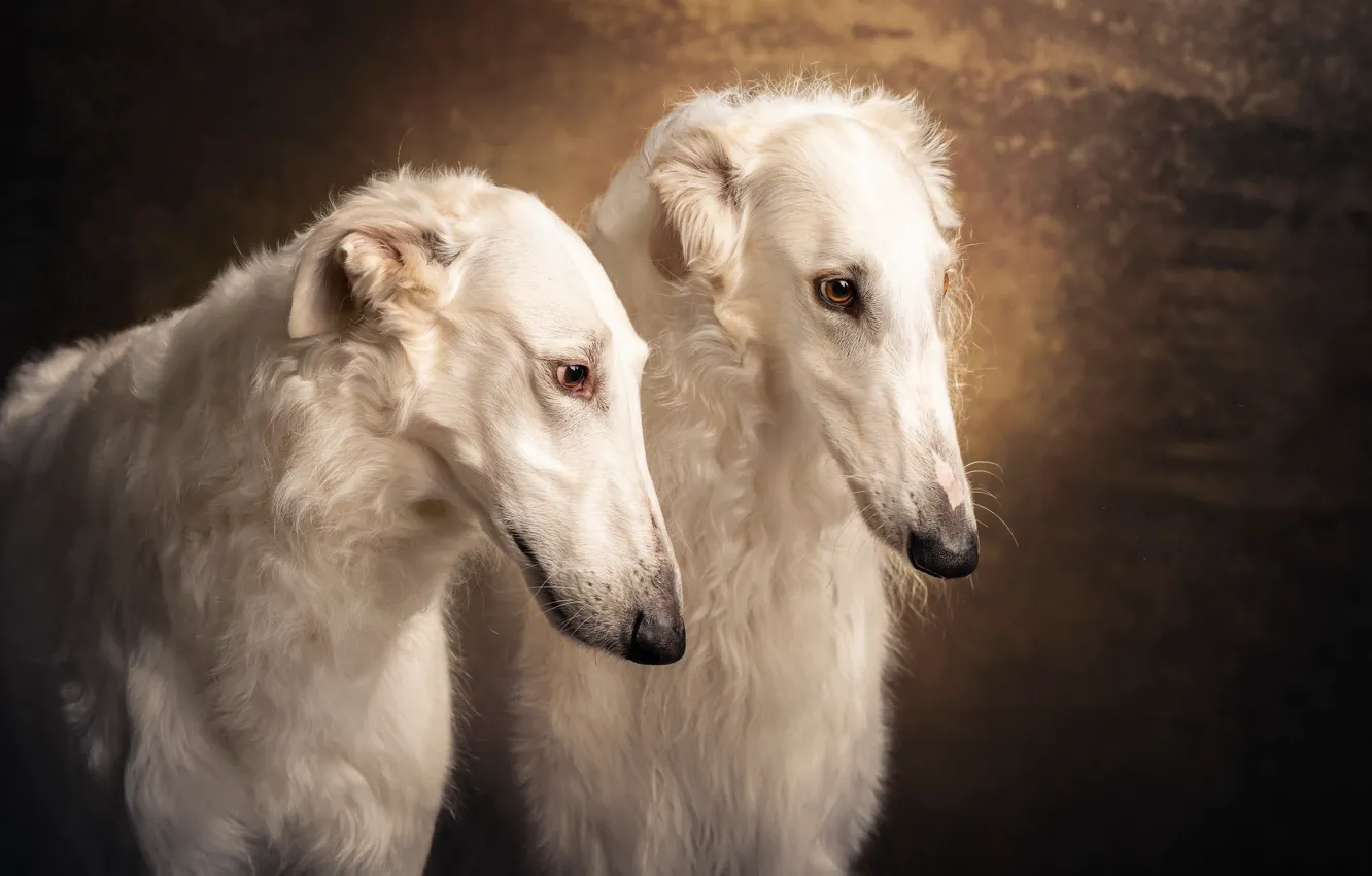 Photo wallpaper background, a couple, muzzle, two dogs, Russian Borzoi