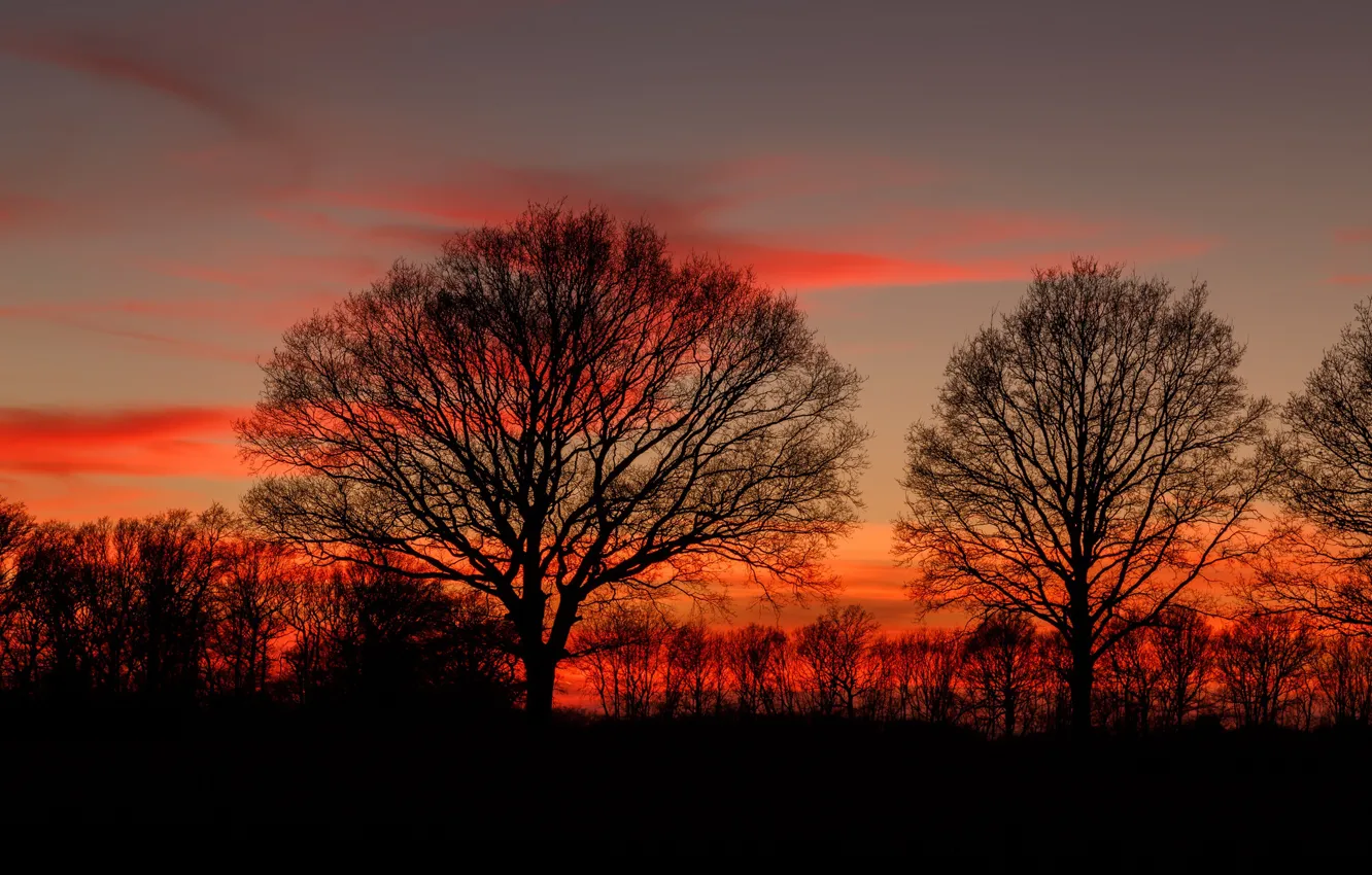 Photo wallpaper twilight, trees, sunset, dusk, branches, silhouettes