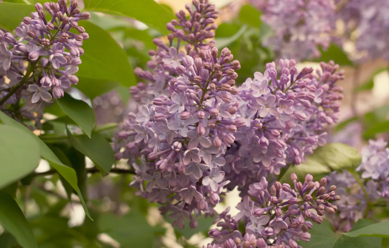 Photo wallpaper flowers, nature, spring, may, lilac