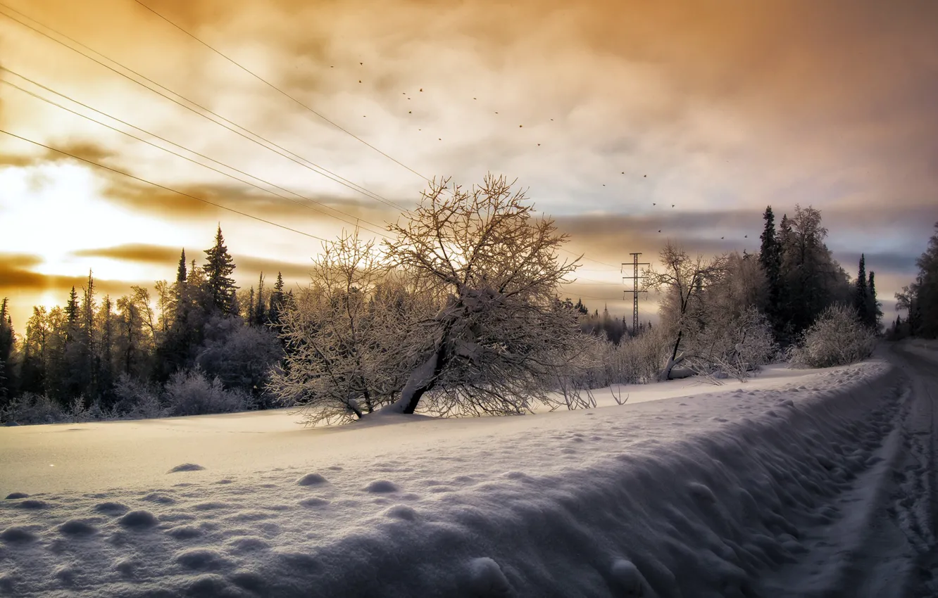 Photo wallpaper winter, road, the sky, snow, trees, birds