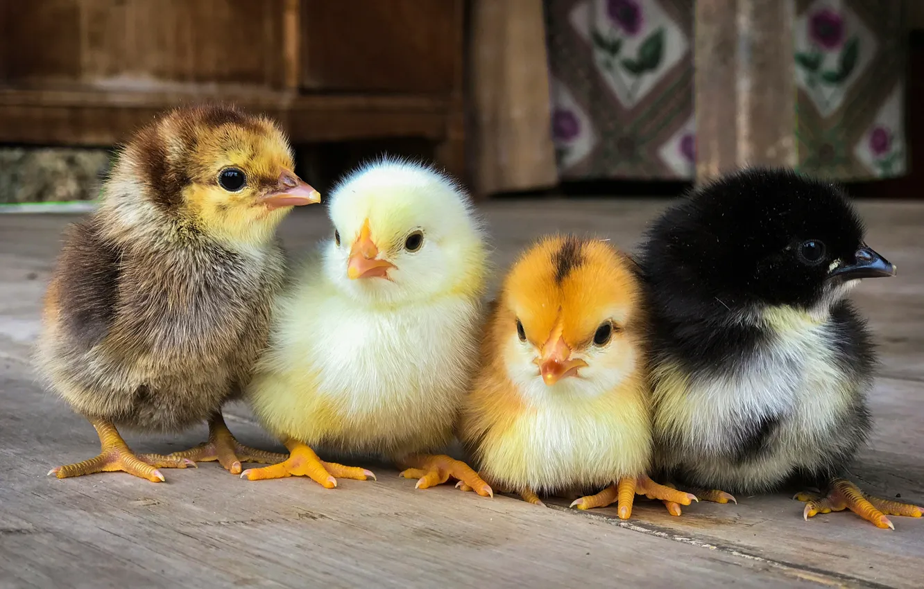 Photo wallpaper chickens, Chicks, Quartet