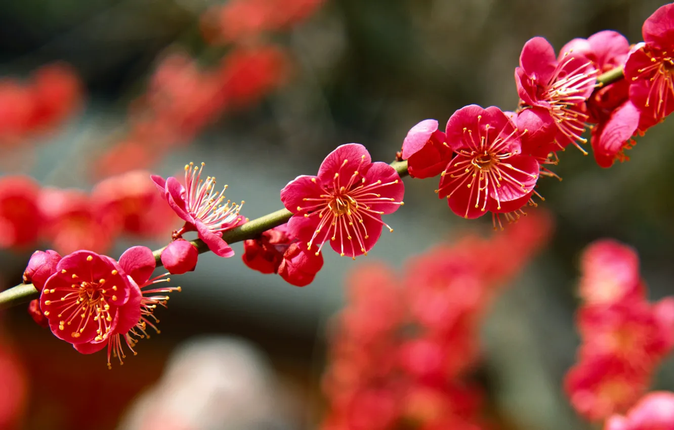 Photo wallpaper branches, spring, Japan, garden, drain