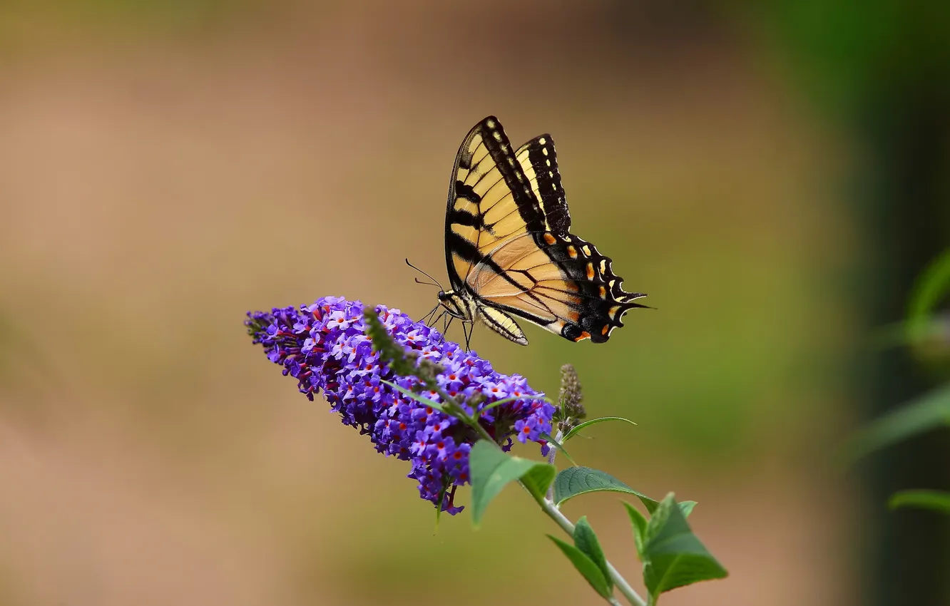 Photo wallpaper flowers, butterfly, sailboat