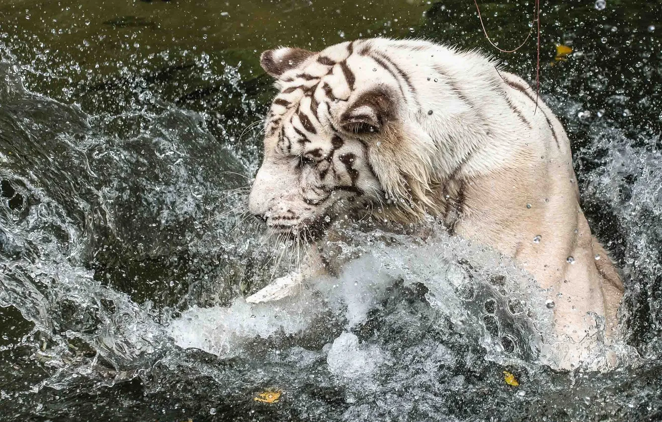 Photo wallpaper face, water, squirt, the game, bathing, profile, white tiger, wild cat