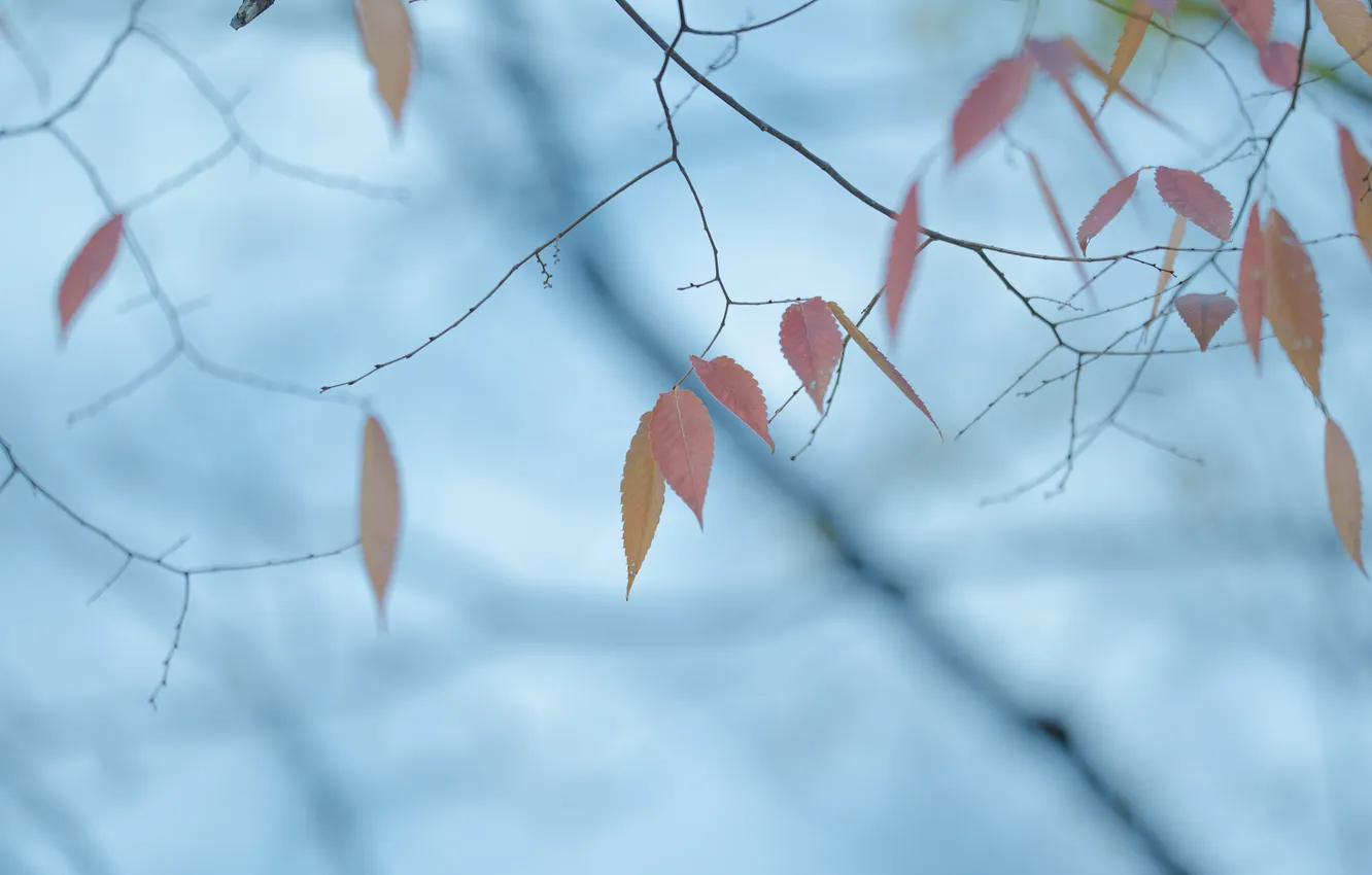 Photo wallpaper autumn, leaves, nature