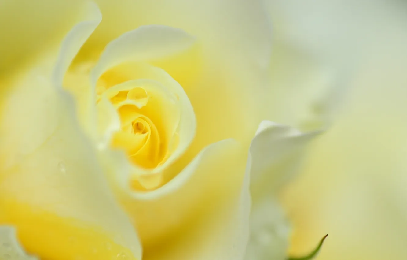 Photo wallpaper macro, roses, petals, buds