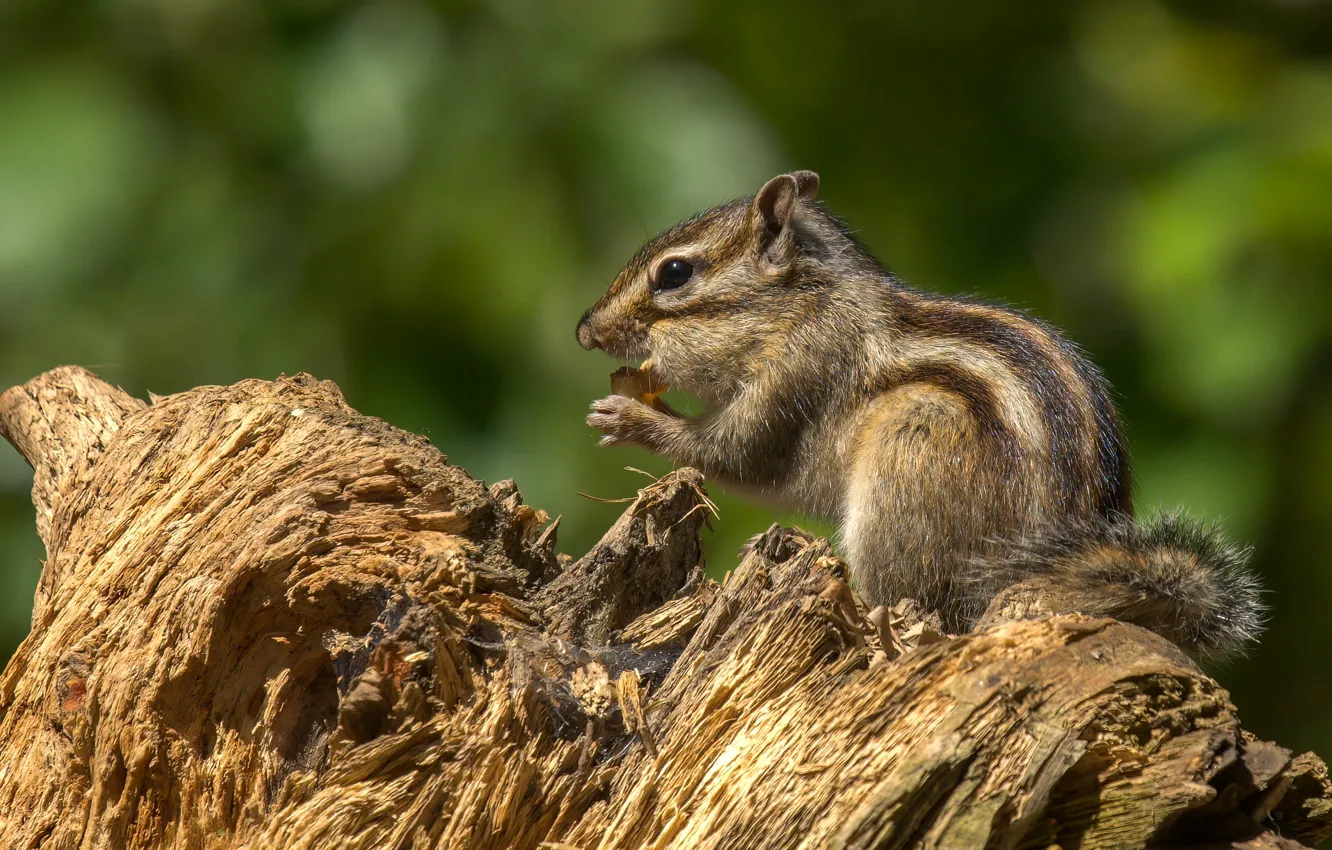 Photo wallpaper light, stump, profile, Chipmunk, bokeh, meal