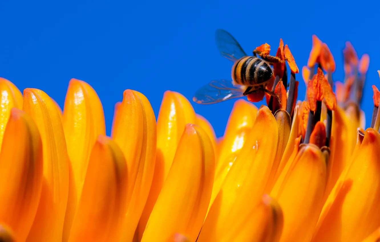 Photo wallpaper flower, the sky, bee, petals, insect