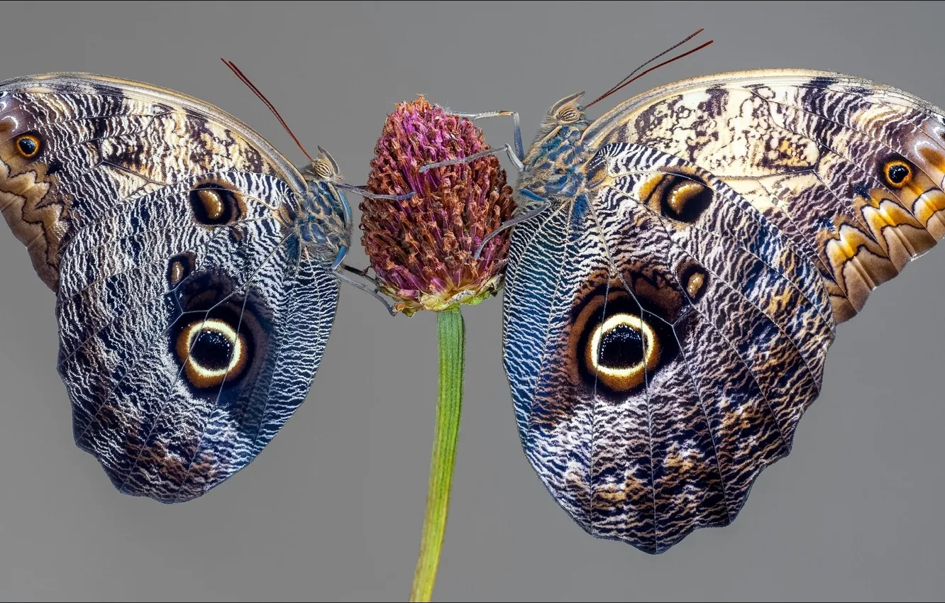 Photo wallpaper butterfly, insect, two, two, insect, Batterfly