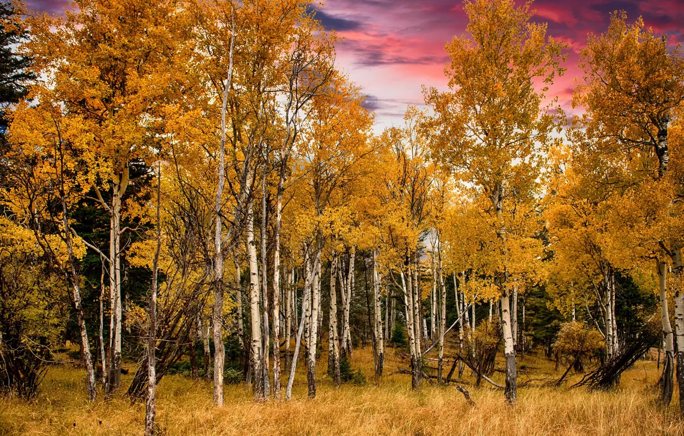 Photo wallpaper autumn, forest, nature, Fall, Grand Tetons National Park