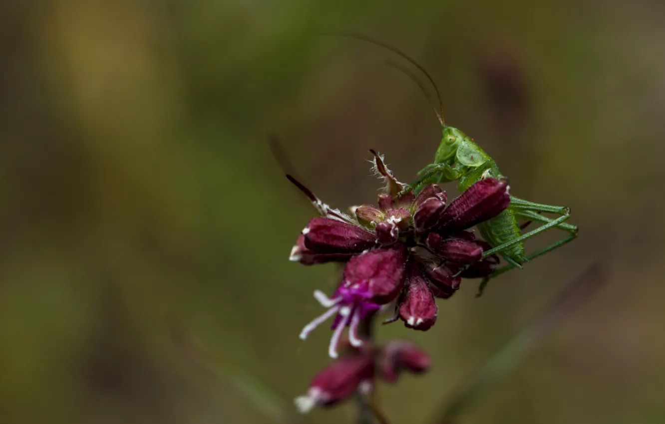 Photo wallpaper macro, flowers, insects, nature, green, grasshopper