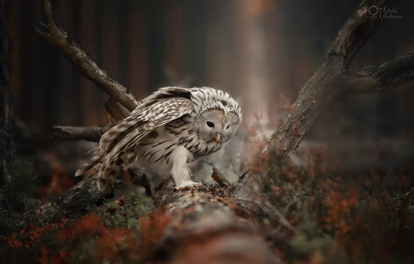 Photo wallpaper owl, bird, driftwood, A barred owl, Natalia Ponikarova