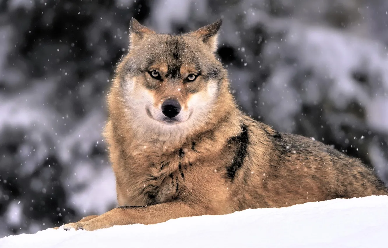 Photo wallpaper nature, face, animal, wolf, wildlife, head, fur, mammal