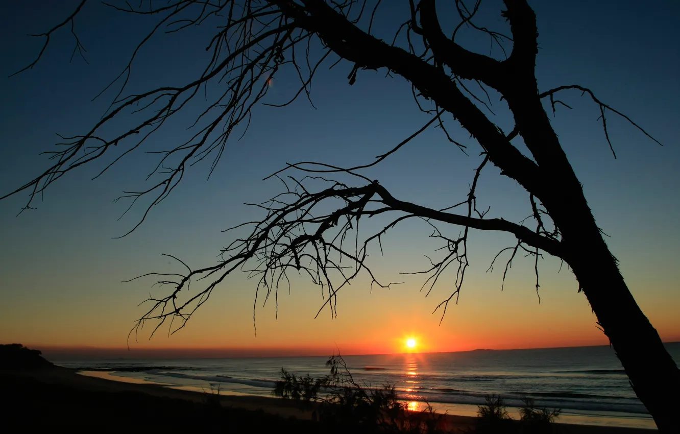 Photo wallpaper sea, the sky, the sun, sunset, tree, silhouette