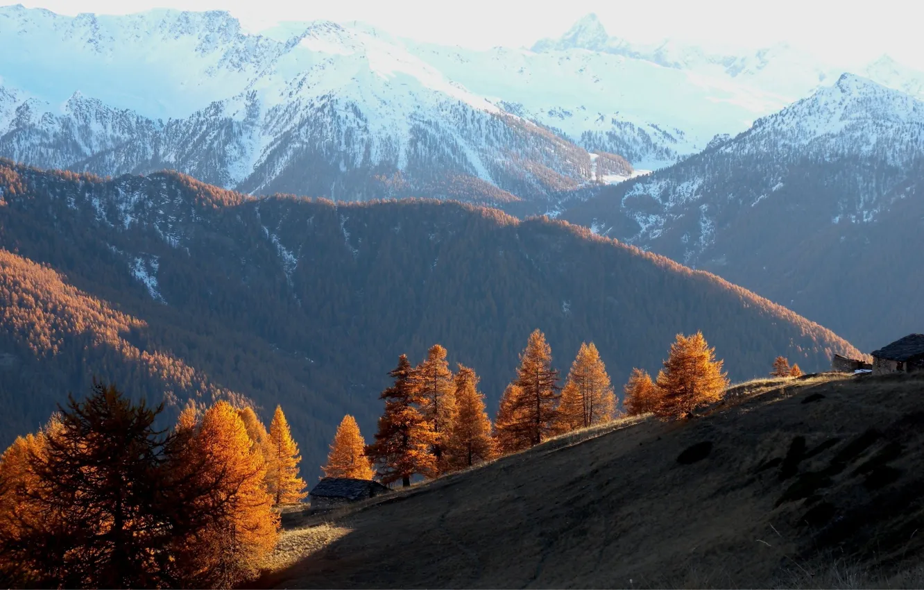 Photo wallpaper forest, trees, mountains, Autumn, hill